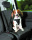 Auto-Geschirr Dog Protect