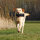 Futter-Dummy  ø 6×18 cm