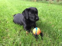 Chuckit Ultra Ball