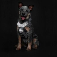 Hunter Hundegeschirr Divo Reflect